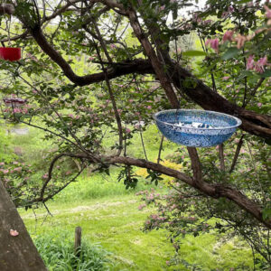 iap 600x600.6888210606 kc6esu3l