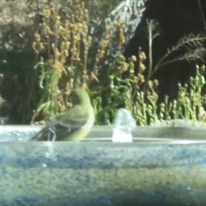 smart bird taking a bath